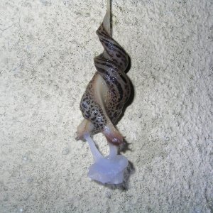 Mach das mal nach....