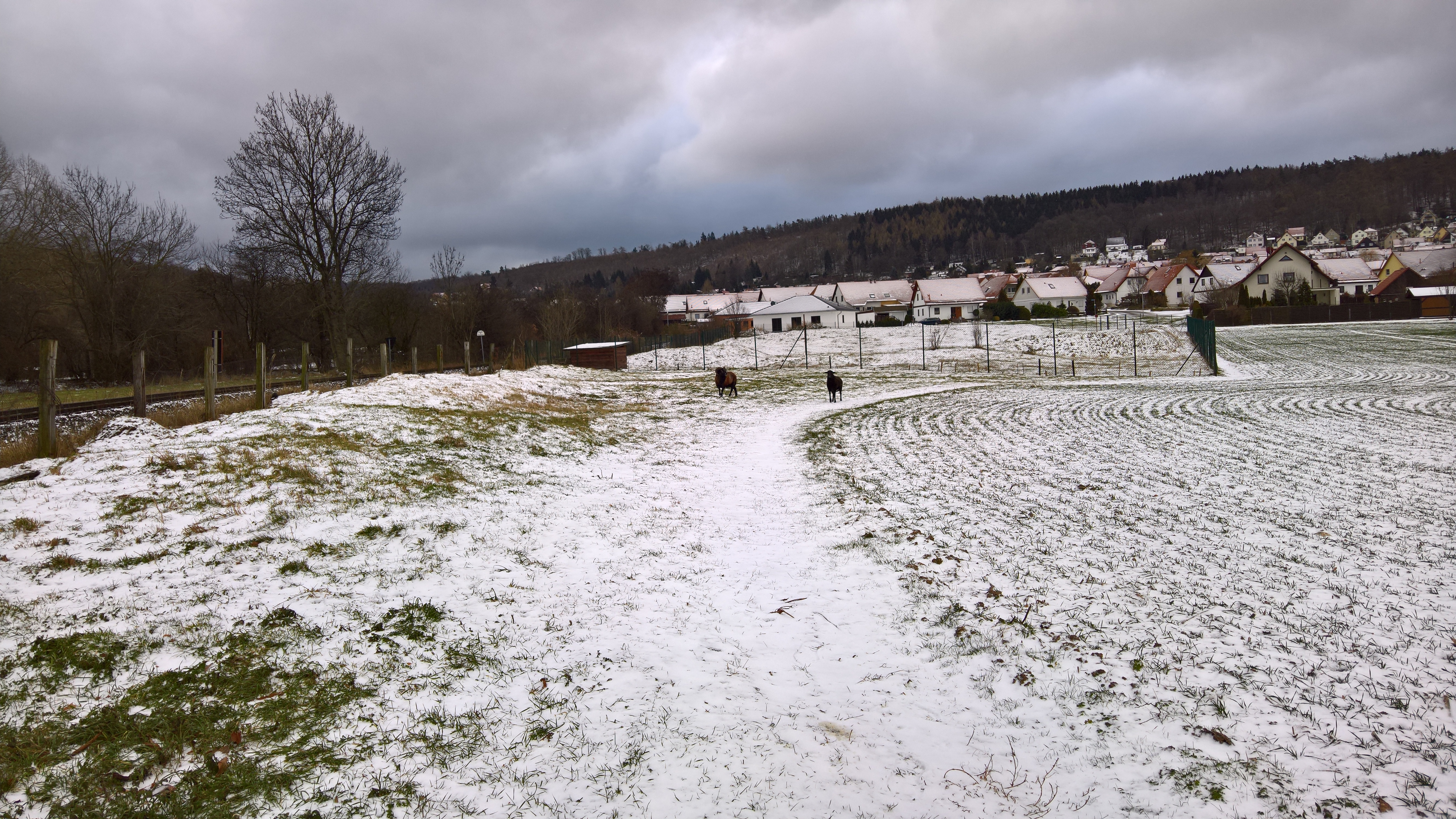 Wilde Ziegen (oder was auch immer)